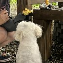 애견별장 이미지