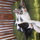 아기고양이 무료분양합니다. 이미지