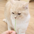 캣츠아일랜드 이미지