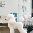 탑시저링 | 애견미용에 대해 궁금하신가요? 그럼 읽어보세요! |청주애견미용학원|
