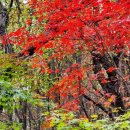 청산 단풍나무길 이미지