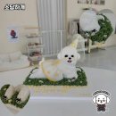 소담하개 이미지