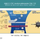 B형간염 항바이러스제 처음 처방은 무조건 베믈리디로 하라는 이유 ​ 이미지