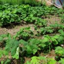 곰배령끝집 이미지