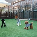 도그스101 이미지