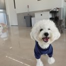 (주)하울팟케어클럽 이미지