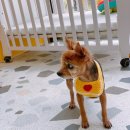 개린이미용실 이미지