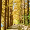 도척초등학교 | 2025 가을 단풍 명소 BEST 3 | 화담숲·한국외대·경복궁 주차·식당·유모차 정보 총정리