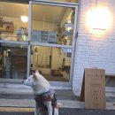 은평애견 | 은평구 애견동반 리버디 내돈내산 후기