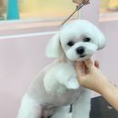 베이글버트그루밍