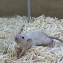 로던트클럽 이미지