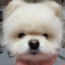 댕스미스 애견미용 이미지