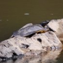 파랑새둥지 이미지