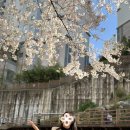 주례초등학교 | 부산 벚꽃명소 3대장 다녀온 후기, 개금 벚꽃길 / 만덕천 덕천천 벚꽃길 / 온천천 벚꽃길 실시간 개화...