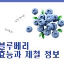 안토시아닌이 풍부한 블루베리 효능 부작용 블루베리 칼로리 섭취량 이미지