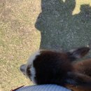 쌍둥이목장 | [국내_제주] 쌍둥이 임산부 제주 태교여행_제주 체험 &#39;도치돌알파카목장&#39; 방문후기