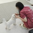 댕스타일 | 코코의 변신 이야기: 월평동 애견미용 댕스타일 후기
