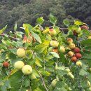 두루봉농원 이미지