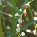 명심보감 이미지