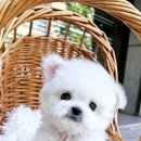 플레이독 이미지