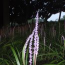 명륜동-8 이미지