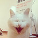 꽃보다 Dog 이미지