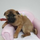 회성동225 이미지