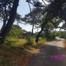 함평 보림정사 목조여래좌상 | 함평 보림정사 목조여래좌상(전라남도 문화재자료)