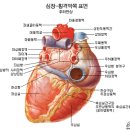 심근경색(心筋梗塞) 5대 원인(原因) 뿌리 뽑는 법 이미지