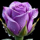 Because I Love You - Shakin Stevens / Bee Gees - Massachusetts 외 이미지