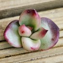 다미농장 이미지