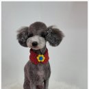 오도DOG 펫살롱 이미지