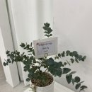 라뷰브로우