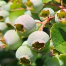 영흥농장 이미지