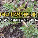 청량하고 향긋한 봄나물의 효능 | 혈압·대사 건강에 도움 되는 제철 식재료 이미지