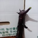 영실농원협동조합 이미지