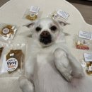 몽몽야옹 이미지