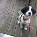 복슬강아지 이미지