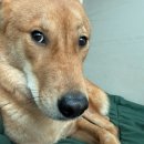 장성군농협조합공동사업법인 | hug 청년버팀목대출 법인 매물로 상담 받은 후기 (+강아지,부동산,특약,주거래은행)