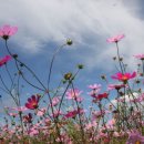 코스모스 이미지