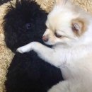 이번생은 댕댕이 이미지