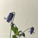 싱그러운 여름 꽃 화병꽂이 이미지