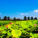 경주연꽃단지 이미지