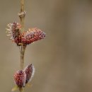 강아지 대공원 이미지