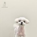 뚜뚜애견 이미지