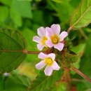 불암초등학교 이미지