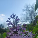 라일락 펜션 이미지