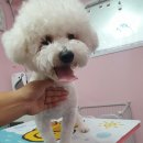 DOG LOVE WITH 란 이미지