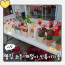 사당,이수역 꽃집 추천, 카네션 구매 후기, 가격과 친절함에 반한 '모든계절이 신록이기를' 🌿
