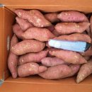 맛좋은 해남산 햇밤고구마를 가정용 10키로 20,000원 특가 판매합니다. 이미지